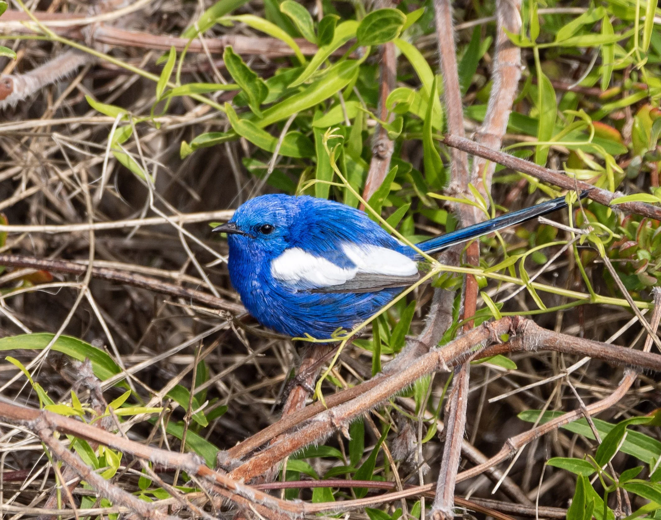 White Winged Wren 7074.jpg