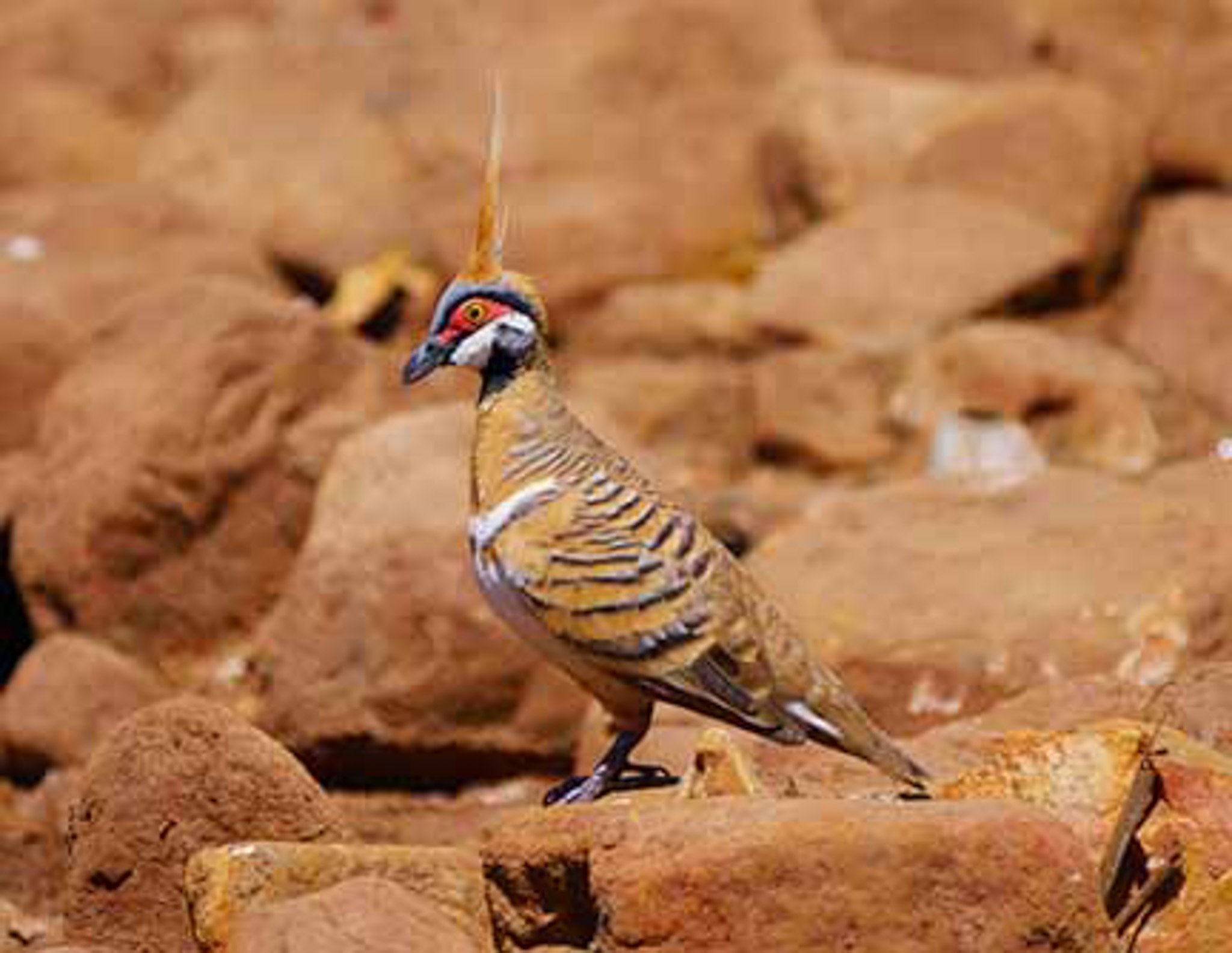 Spinifex Pigeon 11.jpg