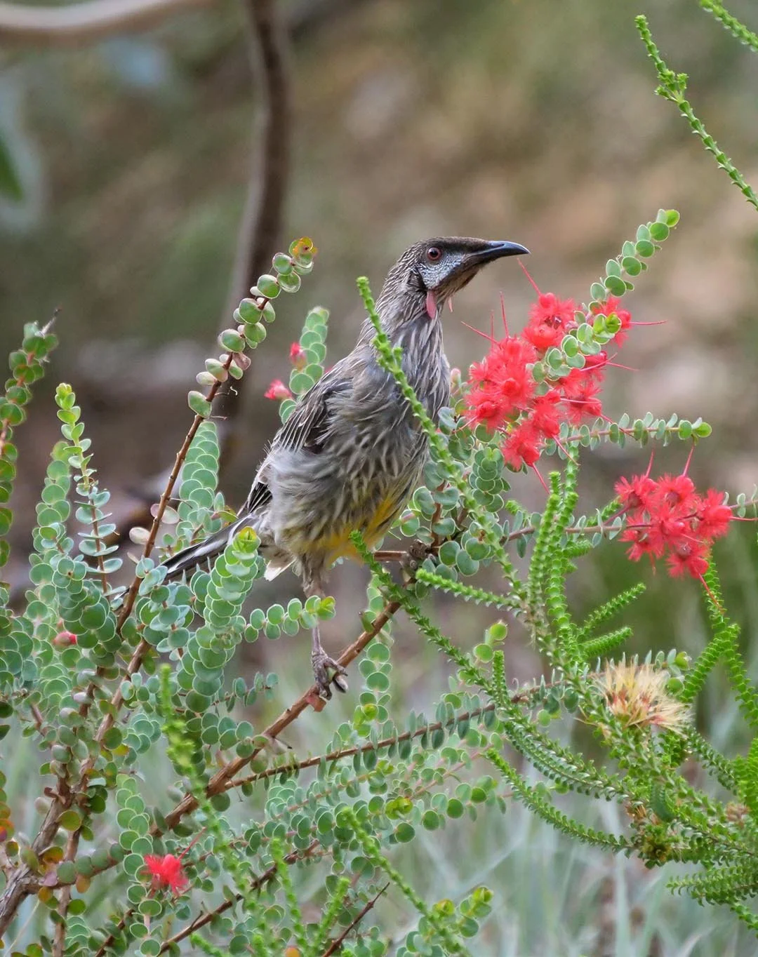 Red Wattlebird.jpg