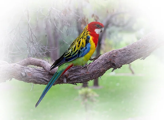 Eastern Rosella 33603 fade.jpg