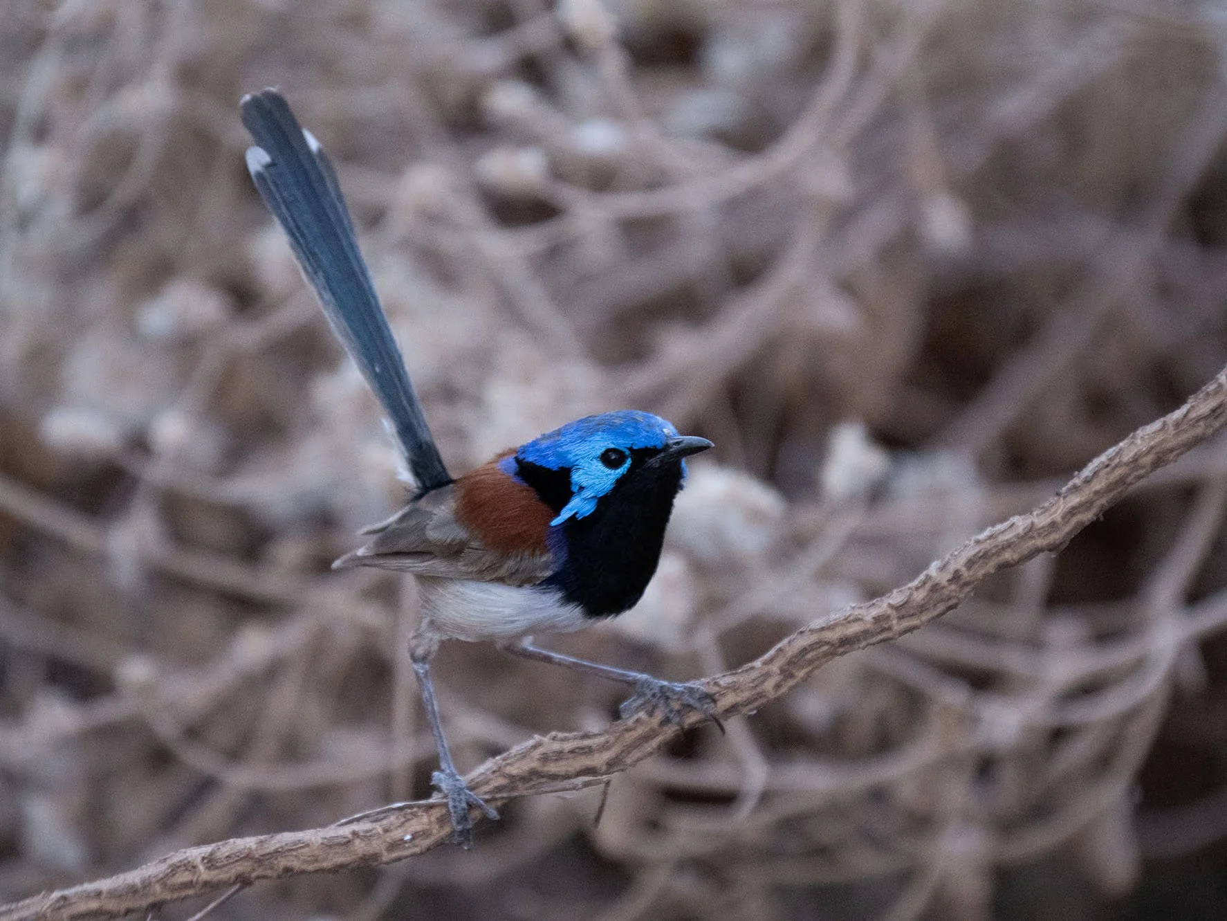 Red winged Fairy Wren 4903.jpg