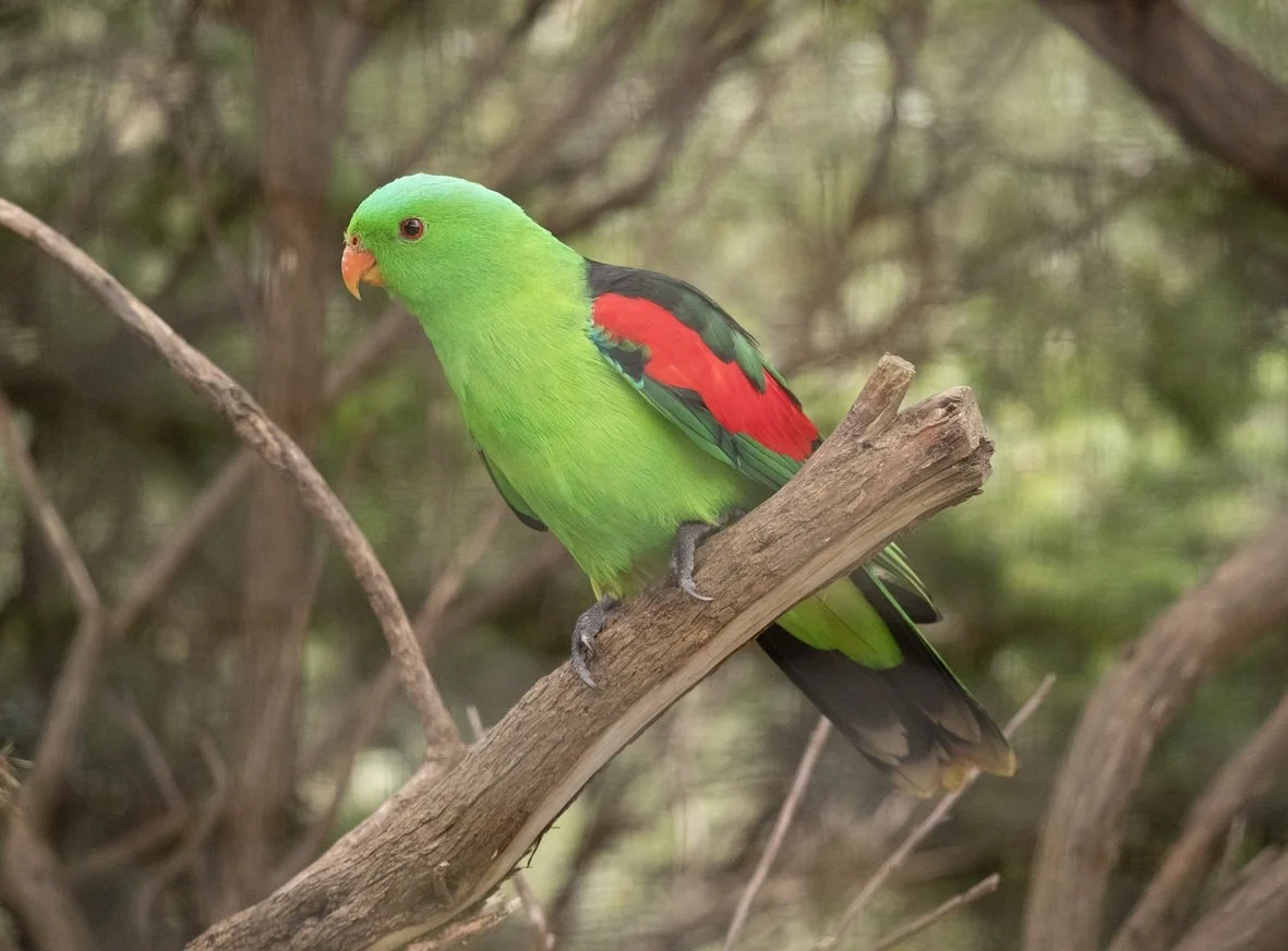 Red Winged Parrot 6390.jpg