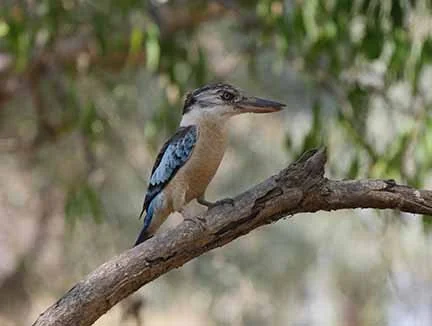 Blue Winged Kookaburra 22.JPG