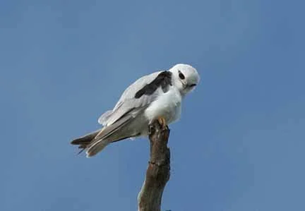 Black Shouldered Kite 1.jpg