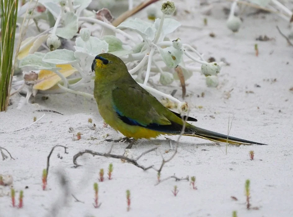 Elegent Parrot 0495.jpg