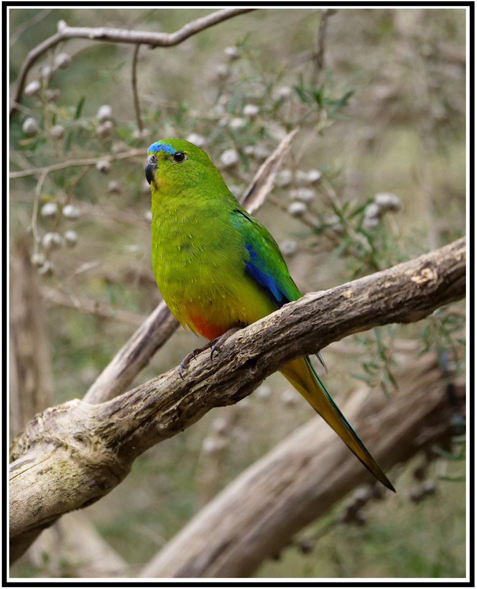 OBP 5963 FRAMED.jpg