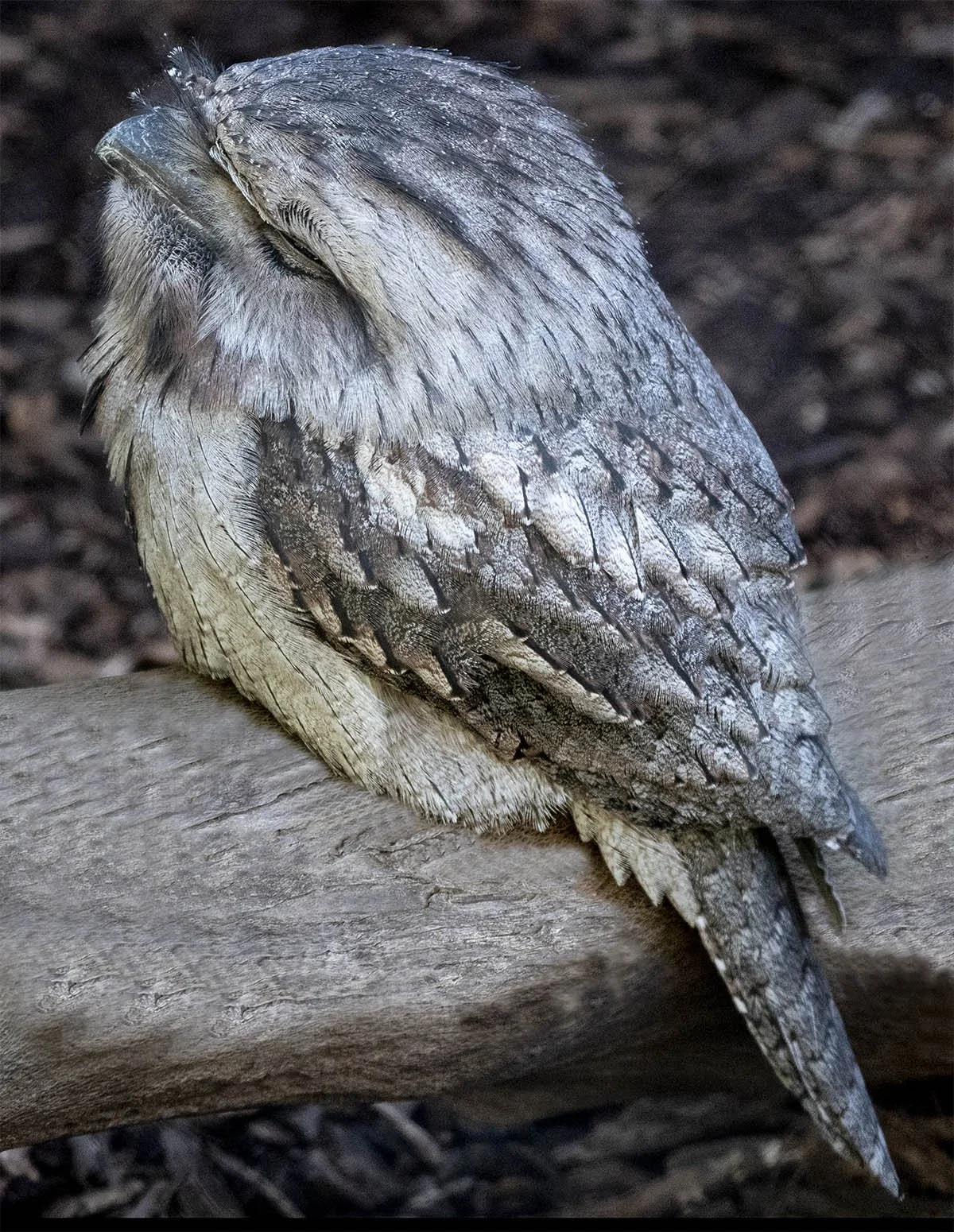 Tawny Frogmouth 11060.jpg