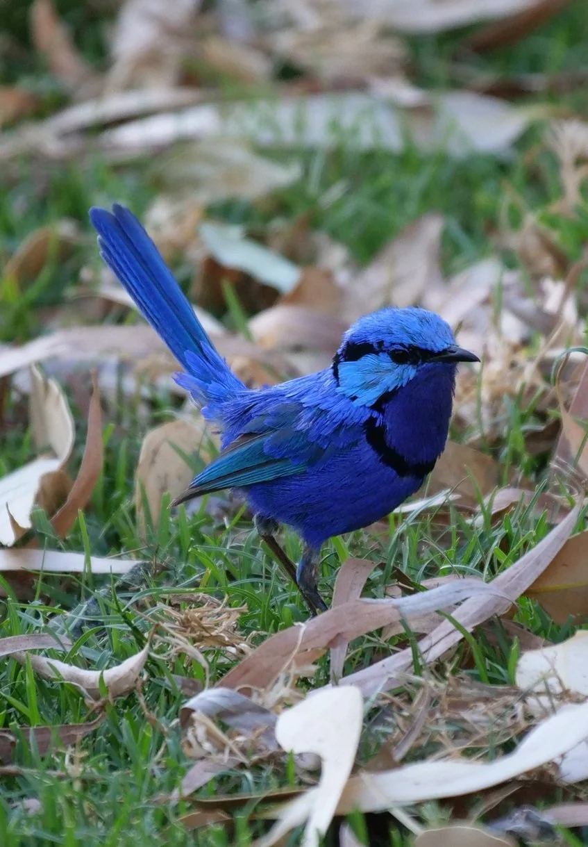 Splendid Fairy Wren 5186.jpg
