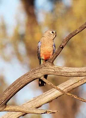 Bourke Parrot 1.jpg