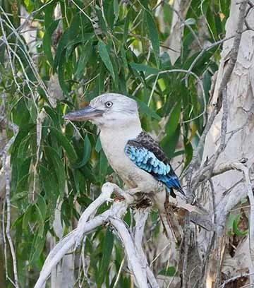 Blue Winged Kookaburra 20.jpg