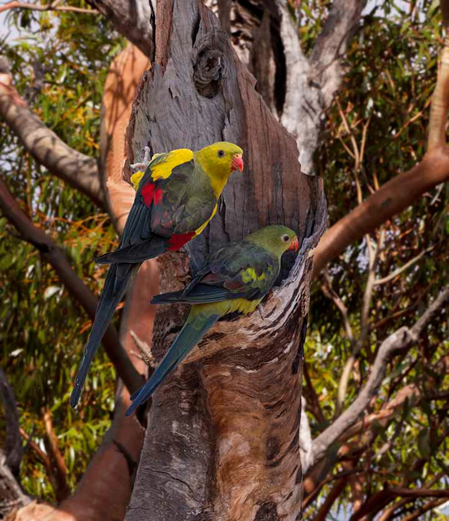 Regent Parrots 22689.jpg