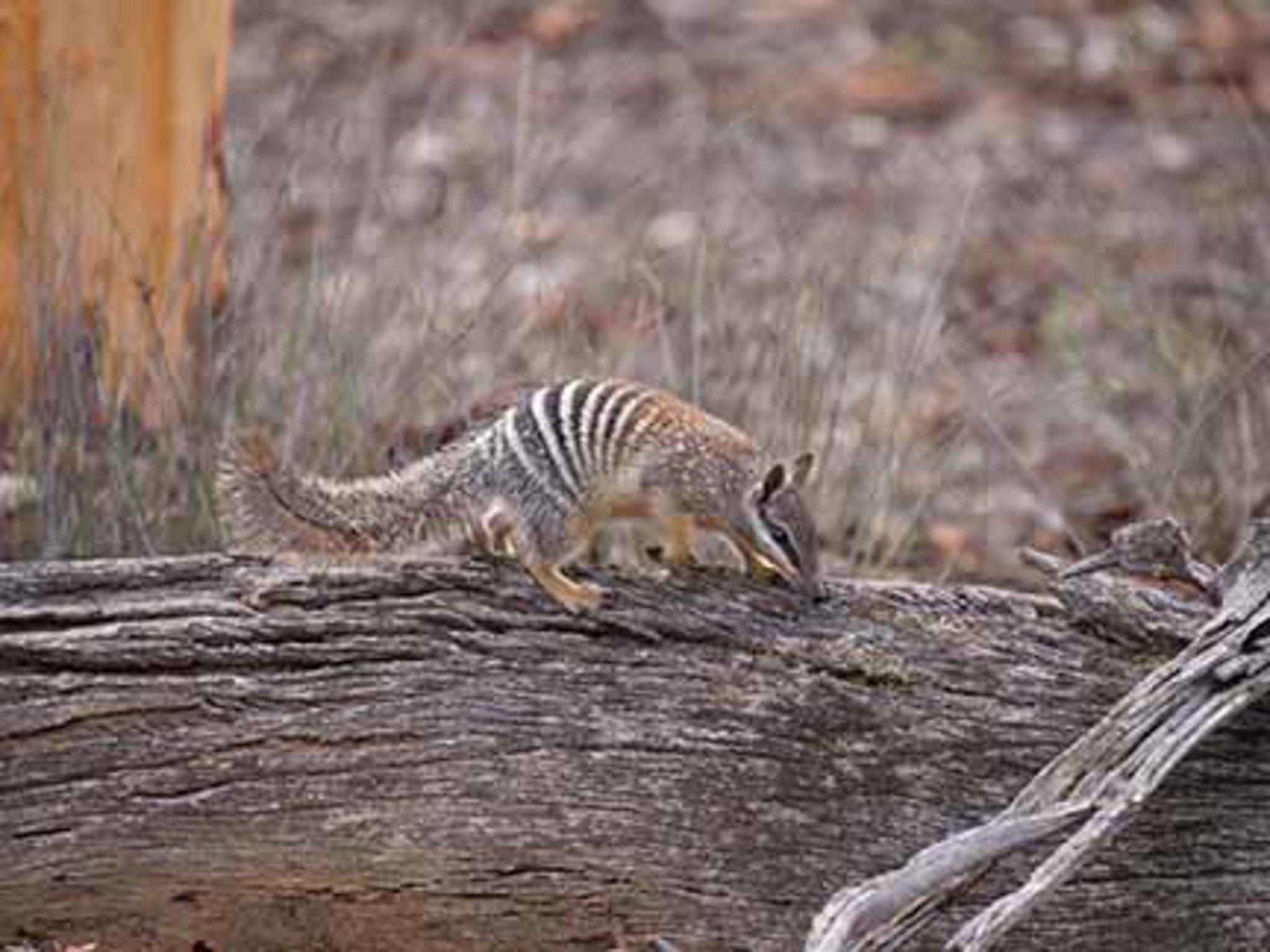 Numbat 789.jpg