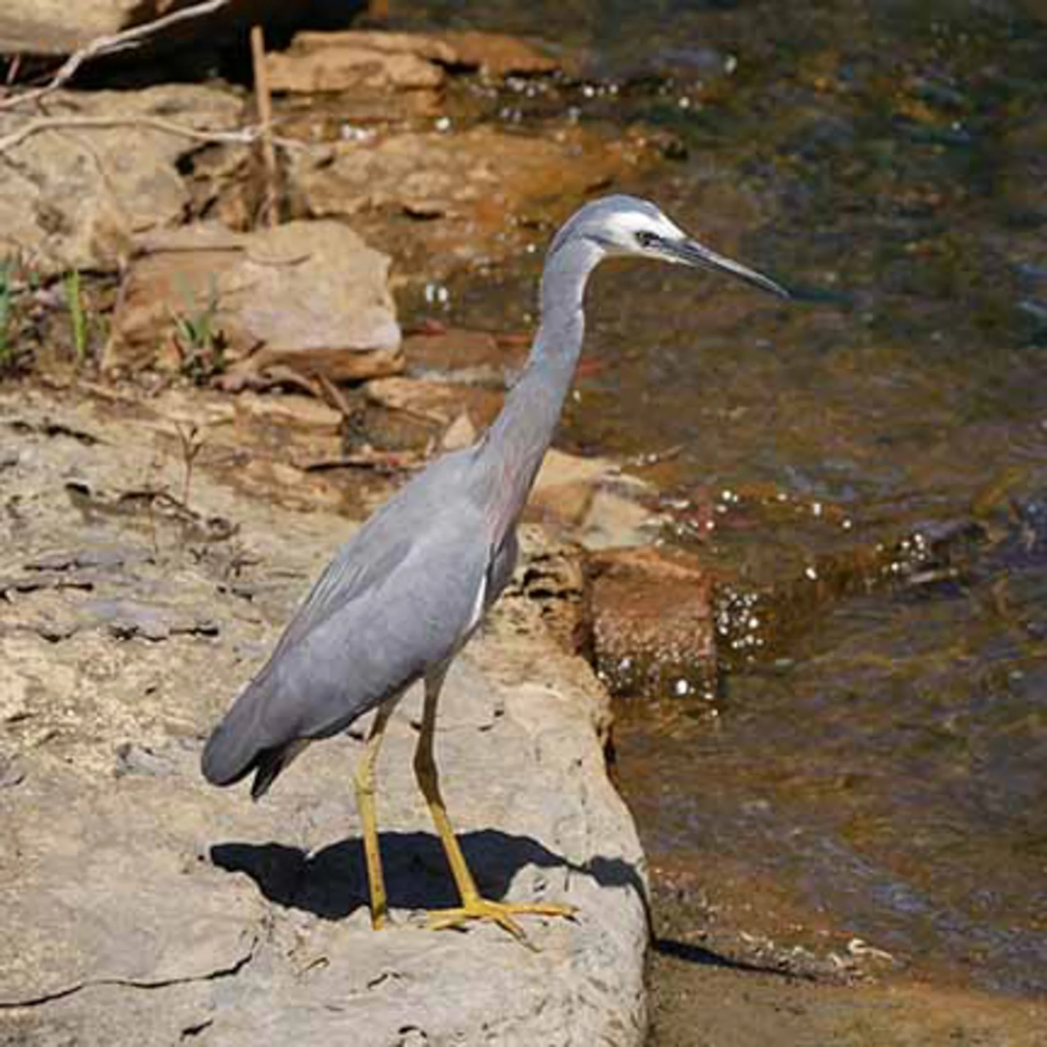 White Faced heron 3.jpg
