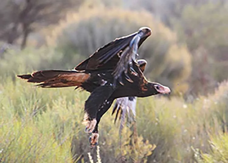 Wedge talied Eagle 1.jpg