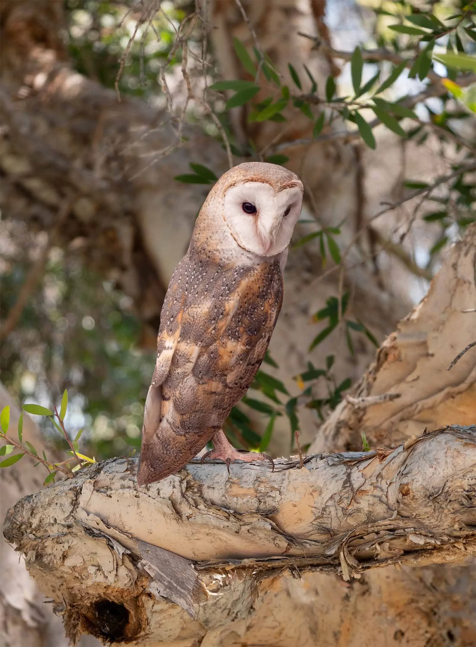 Barn Owl.jpg