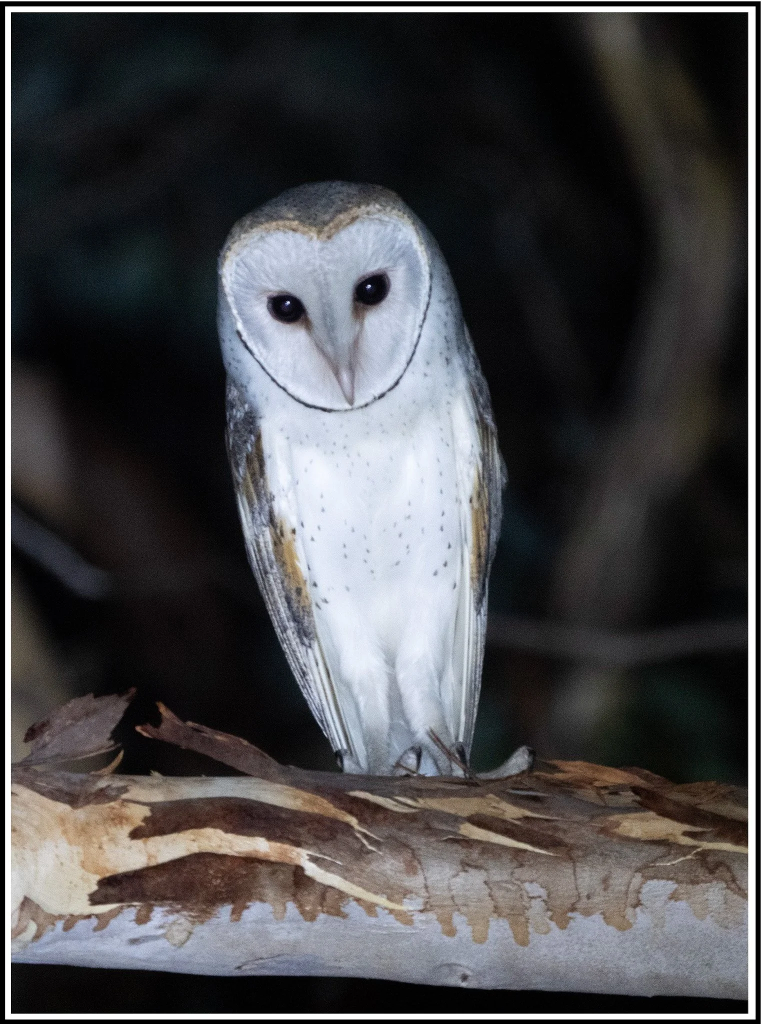 Barn Owl 5710.jpg