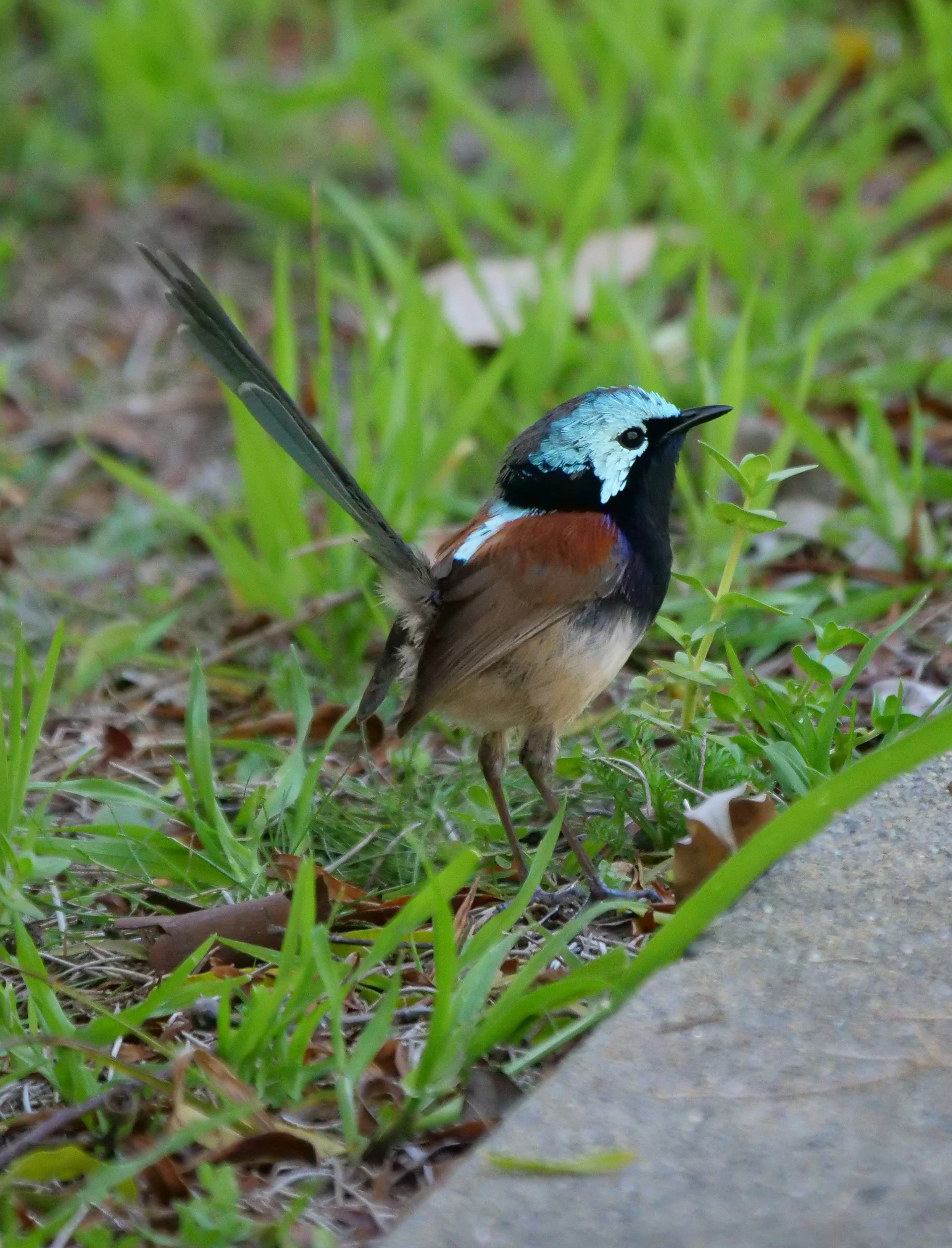 Red Winged Fairy Wren 7451 copy.jpg