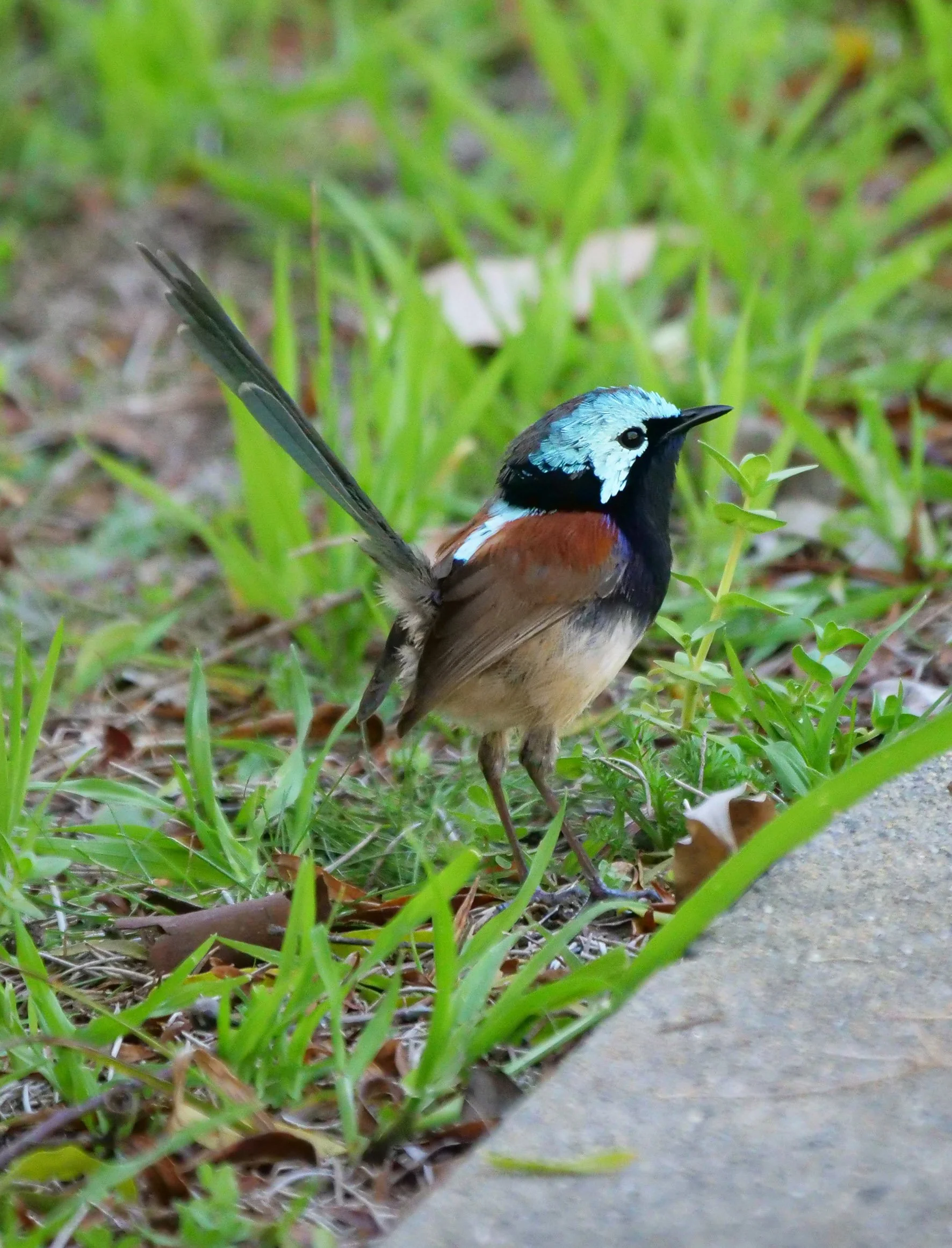 Red Winged Fairy Wren 7451 sm.jpg