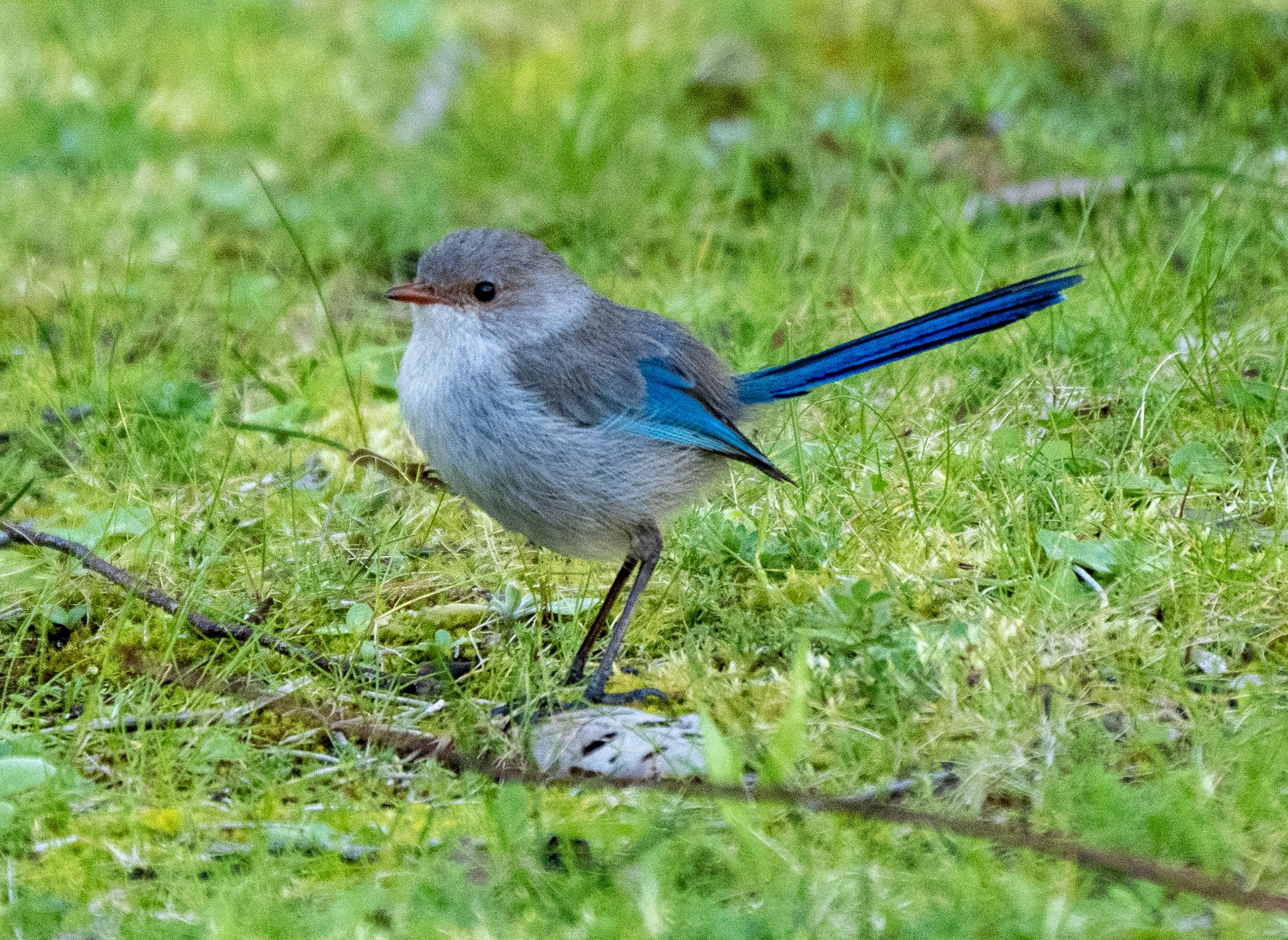 Spledid fairy wren hen 7411 sm.jpg