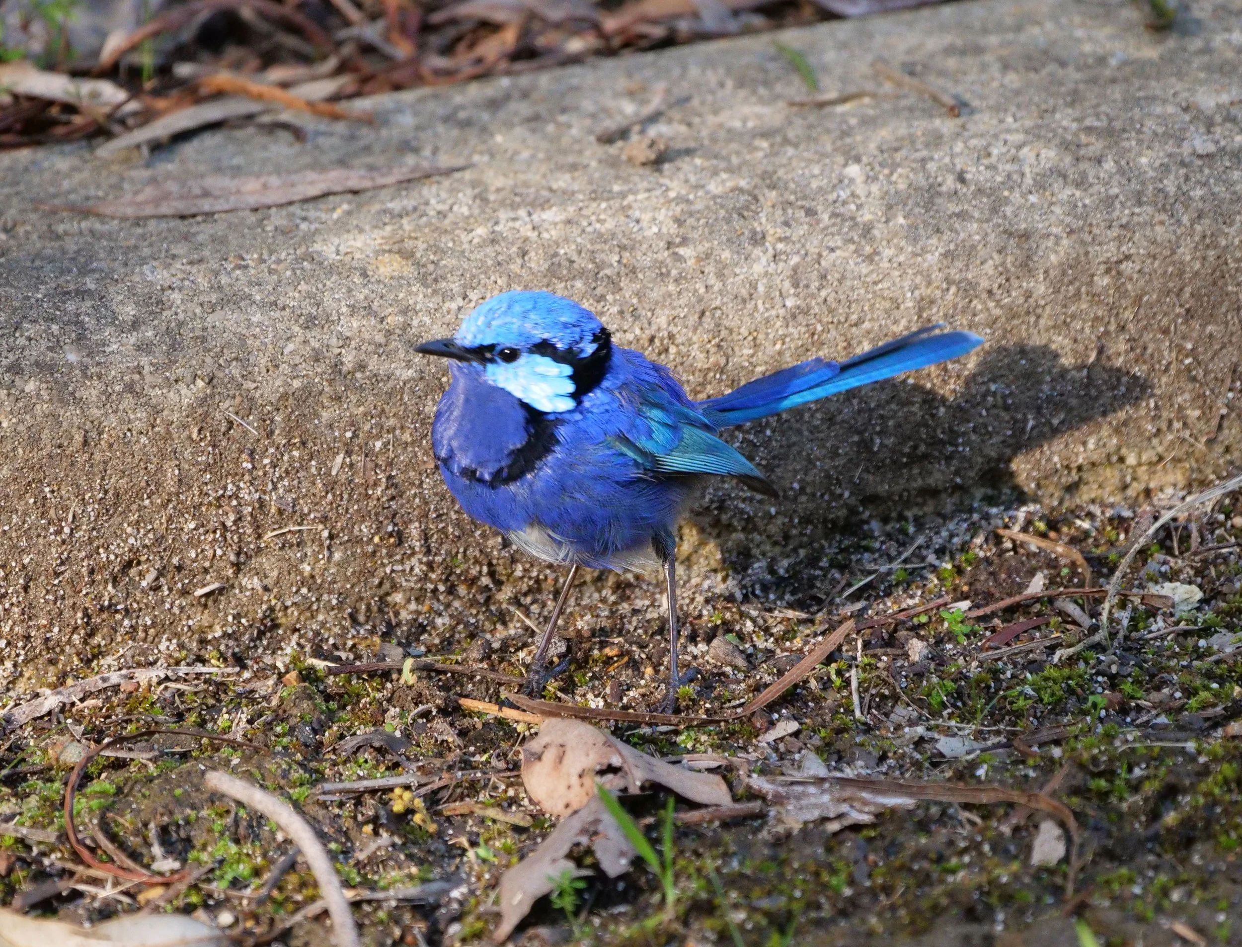 Splendid Fairy Wren 7488 sm.jpg