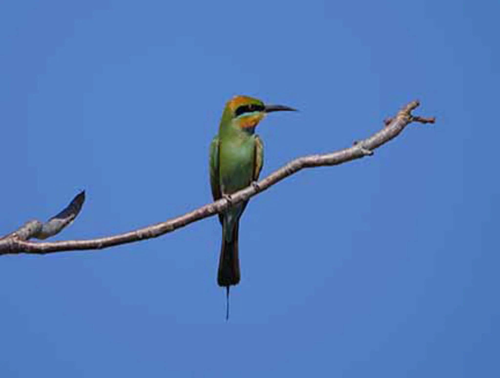 Rainbow bee Eater 1.jpg