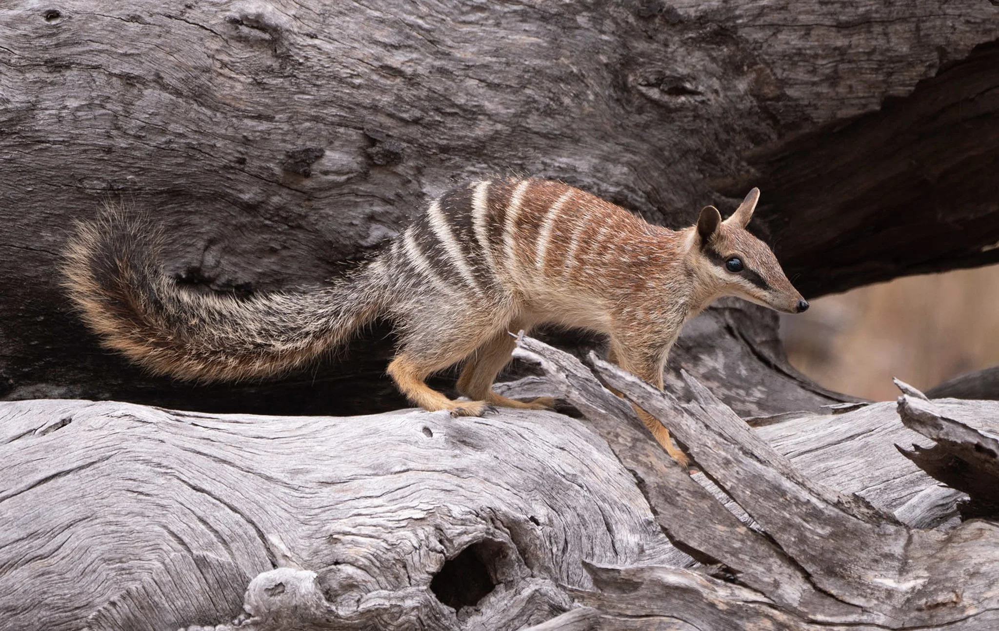 Numbat 55644.jpg