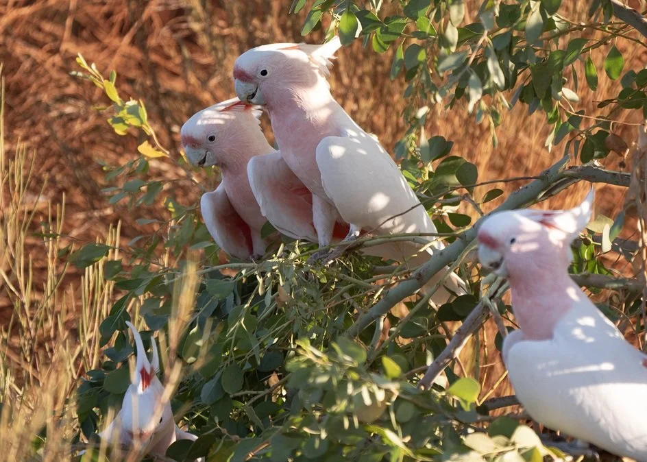 Major Michells Cockatoo 6887.jpg
