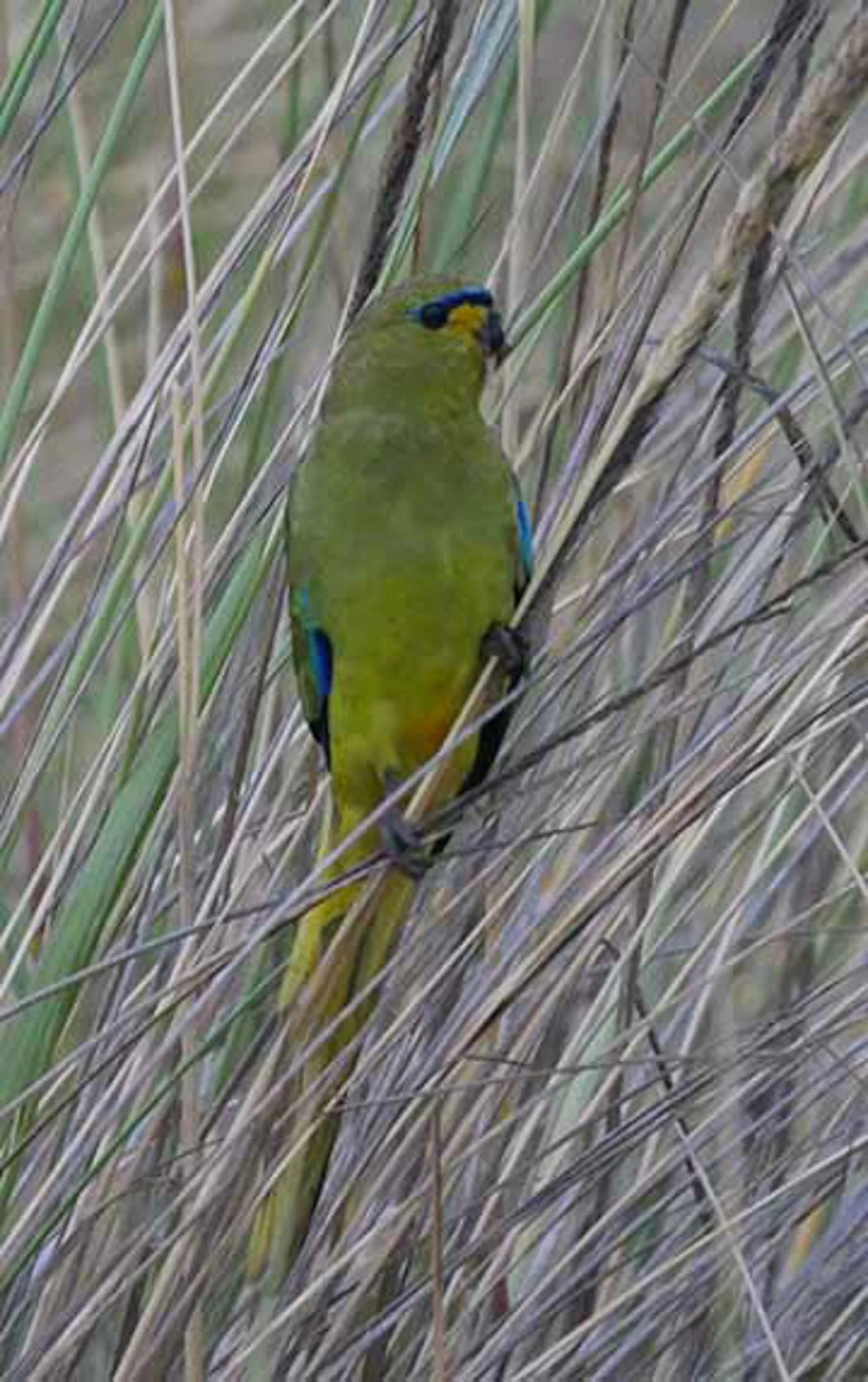 Elegant Parrot 9.jpg