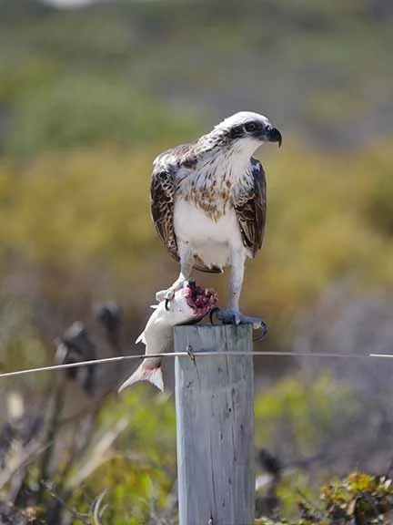 Osprey 9.JPG