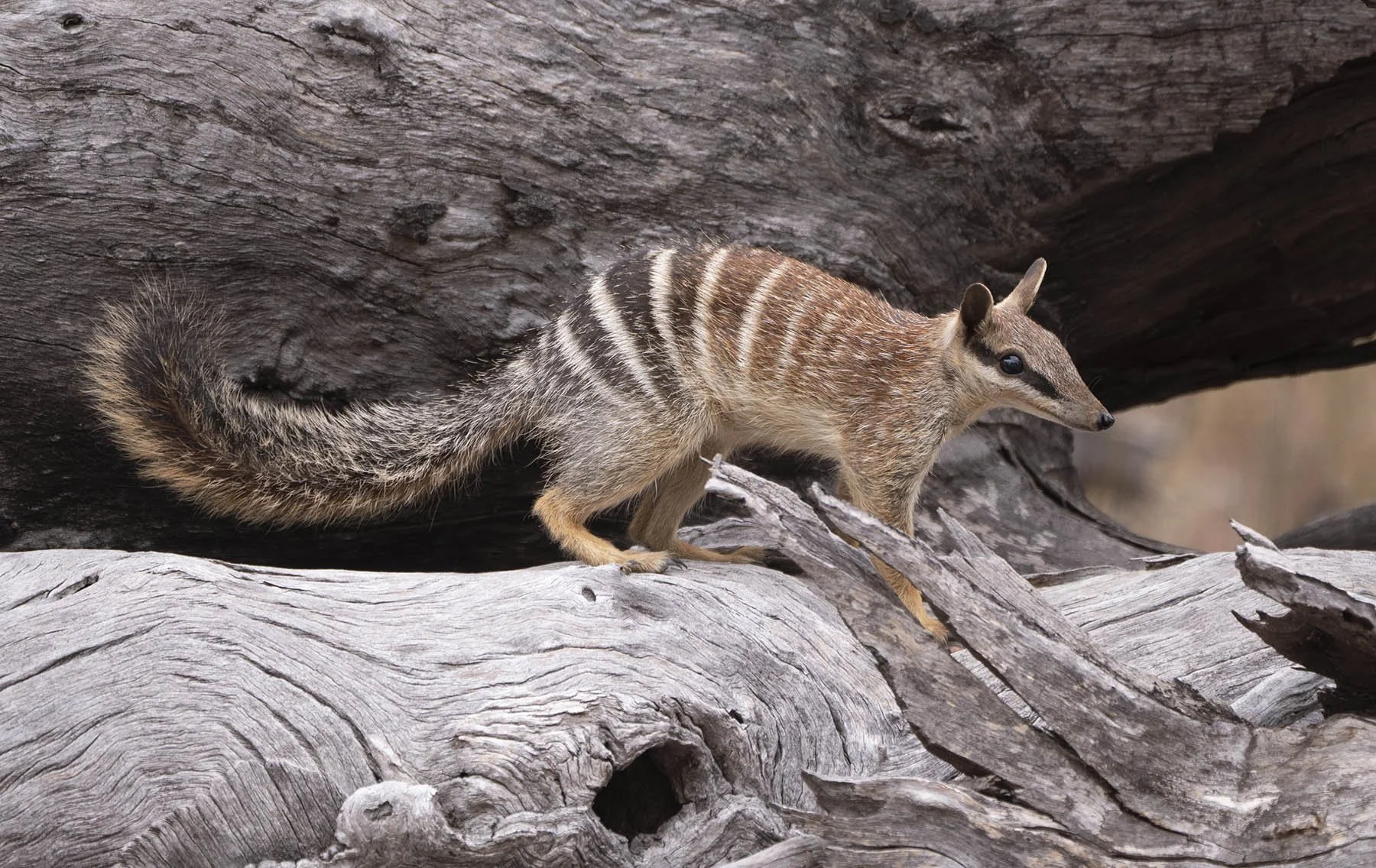 Numbat 55644.jpg