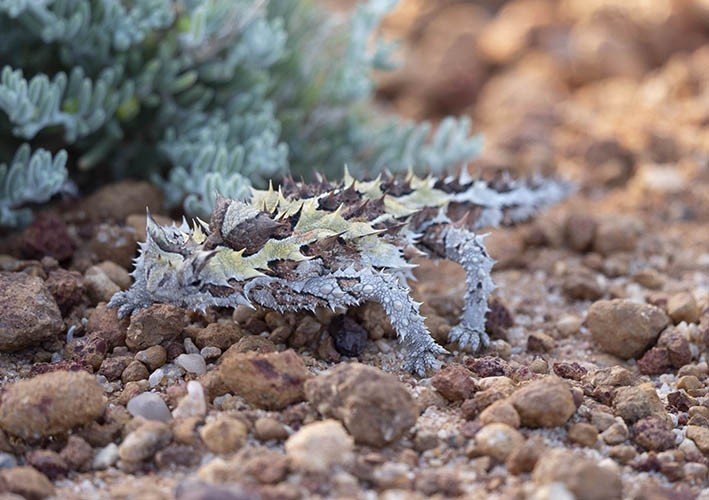 Thorny Devil 6717.jpg