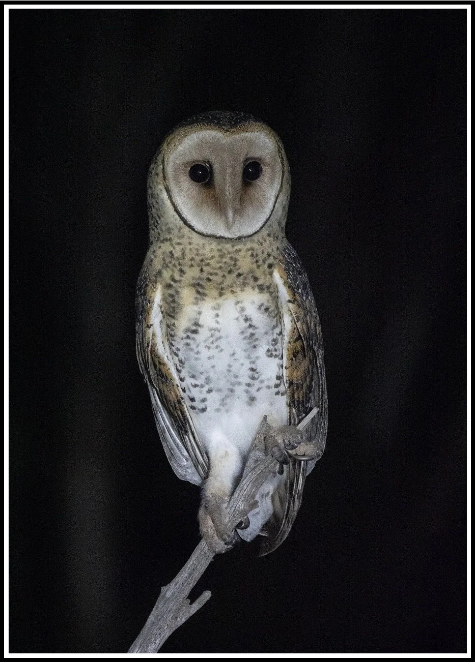 Masked Owl 7007.jpg