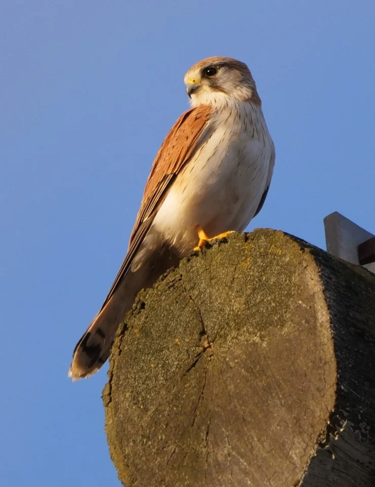 Nankeen Kestral 101.jpg