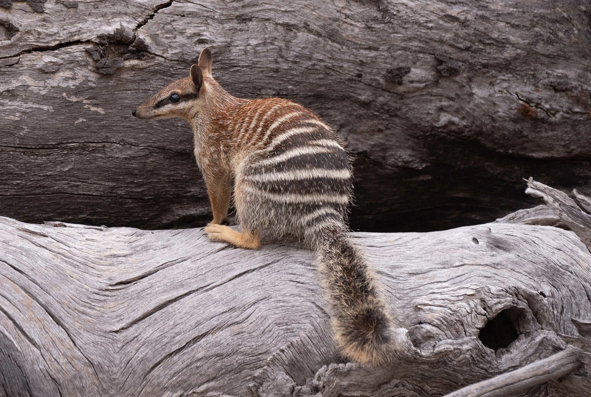 Numbat 55638.jpg