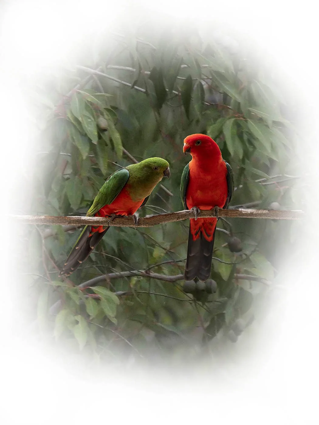 King Parrot 33065 flattened fade.jpg