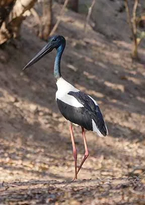 Black necked Stork 1.jpg