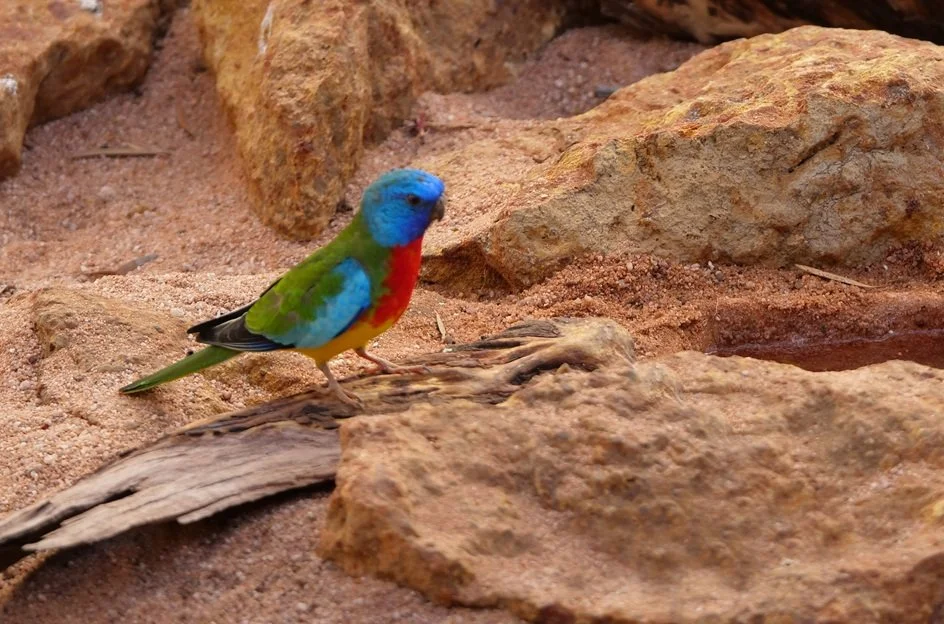 Scarlet Chested Parrot 2968.jpg
