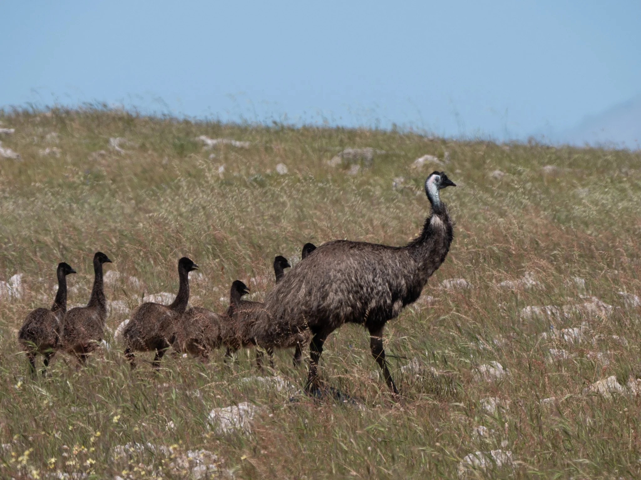 Emu 11410.jpg