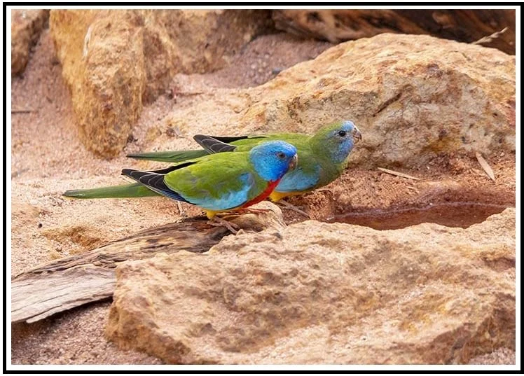 Scarlet Chested Parrots 22978.jpg