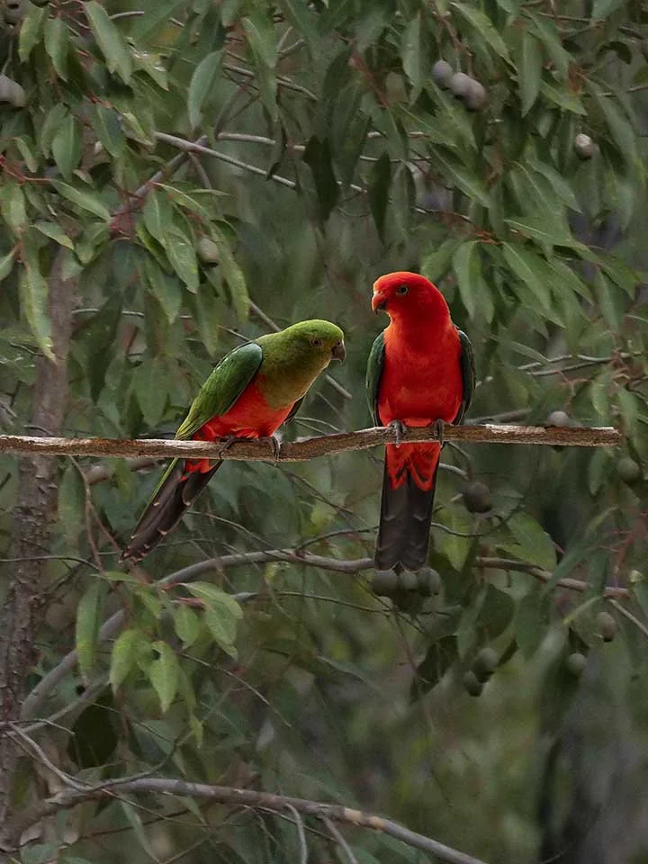 King Parrot 33065 .jpg
