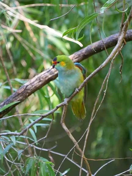 Purple Crowned Lorrikeet 2.JPG