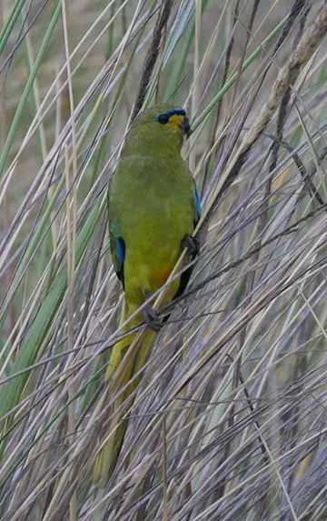Elegant Parrot 9.JPG