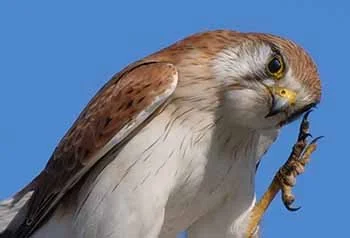 Nankeen Kestrel 3.jpg