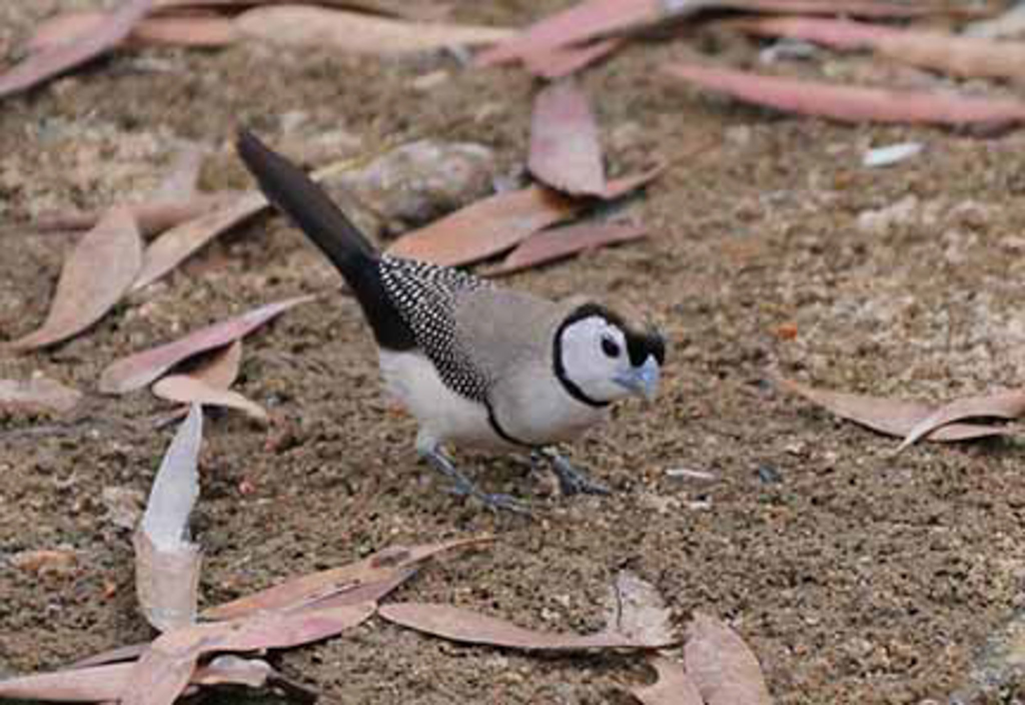 Double Bar Finch 1.jpg