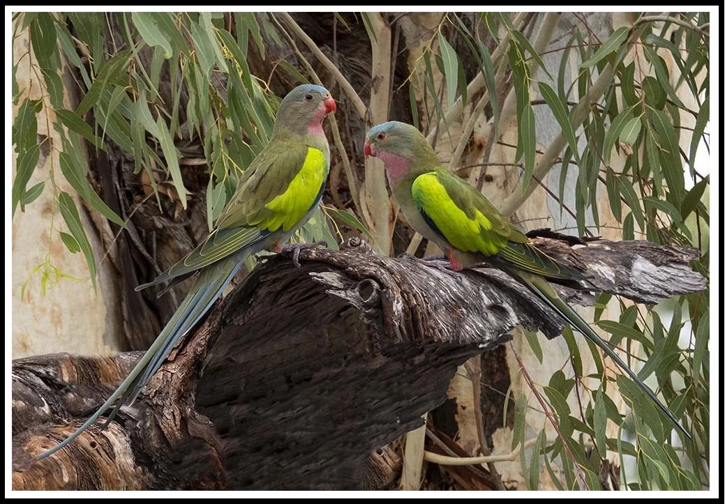 Princess Parrot 22348 framed.jpg