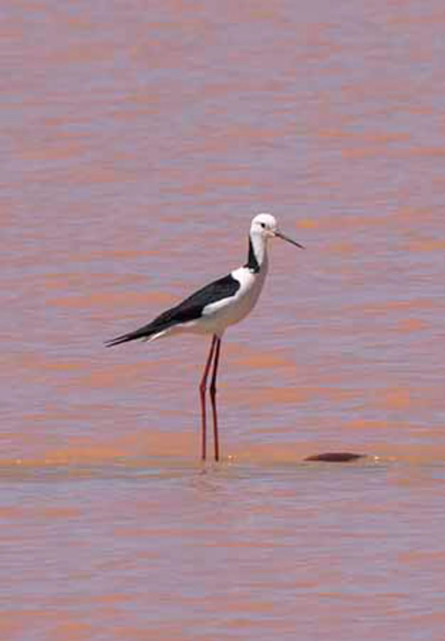 Black Winged Stilt.jpg