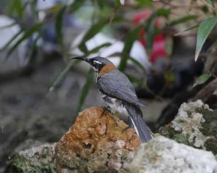 Western Spinebill 1.JPG
