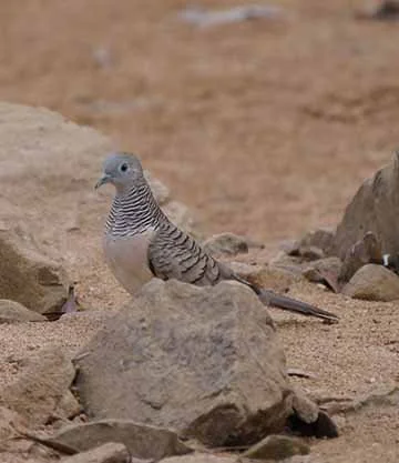 Peacefull Dove 1.jpg