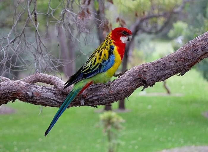 Eastern Rosella 33603 .jpg
