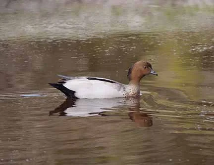 Maned Wood Duck 1.jpg